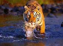 Central India Wildlife Tour