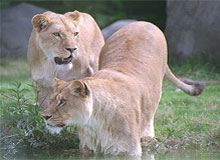 Lions And Tribes Of Gujarat