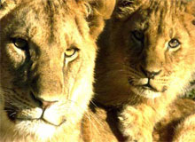Lions And Tribes Of Gujarat