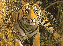 MP Tour with Jungle Safari