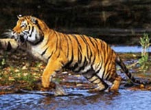 MP Tour with Jungle Safari