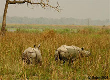 North East Assam & Arunachal