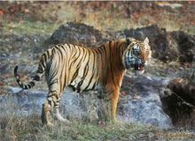 North East India