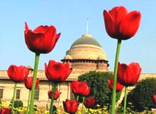 North India Safari