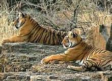 Northern Wildlife with East India Tour