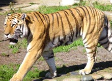 Northern Wildlife with East India Tour