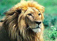 Northern Wildlife with East India Tour