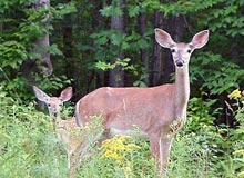 South India Jungle Tour