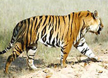 Sunderbans Jungle Camp