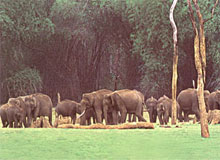 Tribal Tour of Western India