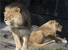 Wildlife Tour of Madhya Pradesh