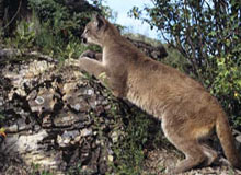 Central India Wildlife Tour