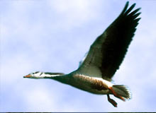 Wildlife Tour of Madhya Pradesh