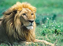 Wildlife In India