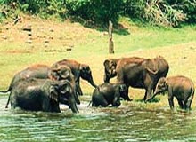Wildlife In India