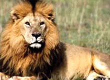 Wildlife In India