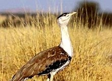 Wildlife Tour of India & Nepal
