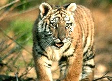 Wildlife Tour of India & Nepal