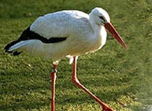 Wildlife Tour of India & Nepal