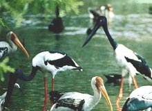 Wildlife Tour Of East India