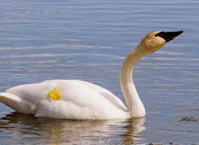 Wildlife Tour Of East India