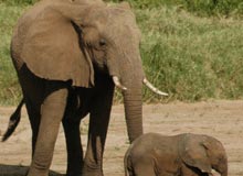 Wildlife Tour