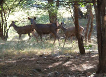 Wildlife Tour
