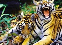 Wildlife Tour