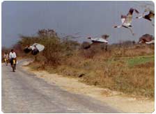 Travel to Uttar Pradesh by Road