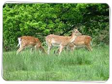 Ascot Sanctuary in Uttaranchal