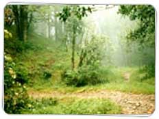 Binsar
