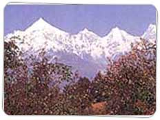 Chaukori