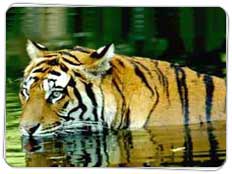 Corbett National Park