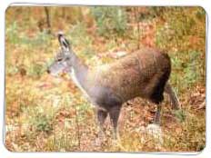 Govind Wild Life Sanctuary