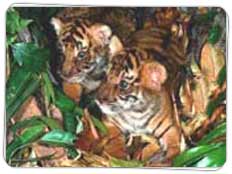 Wildlife in Uttaranchal
