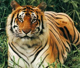 Bengal Tiger
