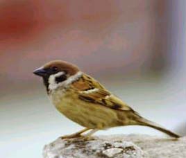 Birds of India