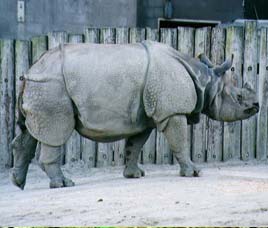 Indian Rhinoceros
