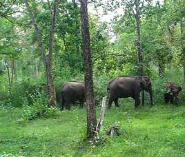 NGOs working on conservation in India 
