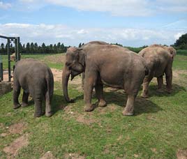 Project Elephant, Project Elephant Reserves