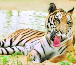 Wildlife Destinations in Central India
