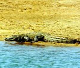 Wildlife Destinations in Eastern India