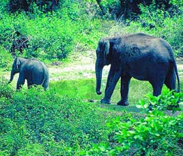 Wildlife Destinations in India