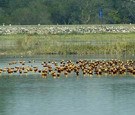 Wildlife Destinations in North India