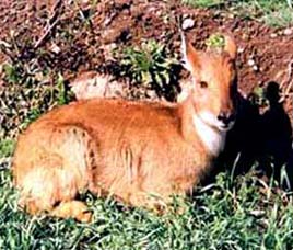 Wildlife Destinations in South India