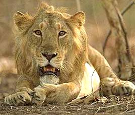 Wildlife Destinations in Western India