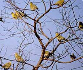 Birds in Mudumalai Wildlife Sanctuary