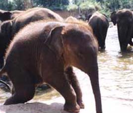Climate in Mudumalai
