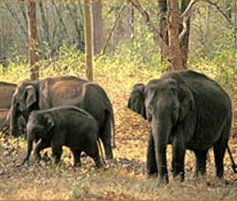 Mudumalai Wildlife Sanctuary Tamil Nadu