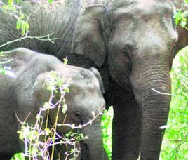 Wildlife in Mudumalai